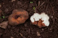 Balsamia quercicola thumbnail 1