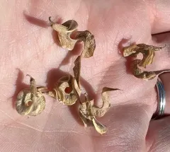 spiral-pod milk-vetch thumbnail 3