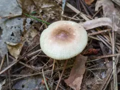 Russula abietina thumbnail 3