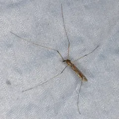 Rhipidia maculata thumbnail 4