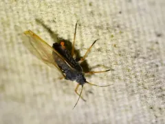 black willow aphid thumbnail 3