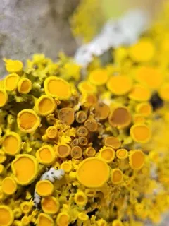 Didymocyrtis xanthomendozae thumbnail 1