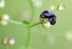 Texocoris nigrellus thumbnail 3