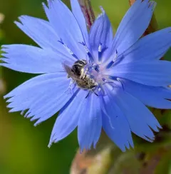 White-banded Sweat Bee thumbnail 2