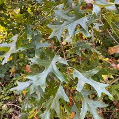 pin oak thumbnail 3