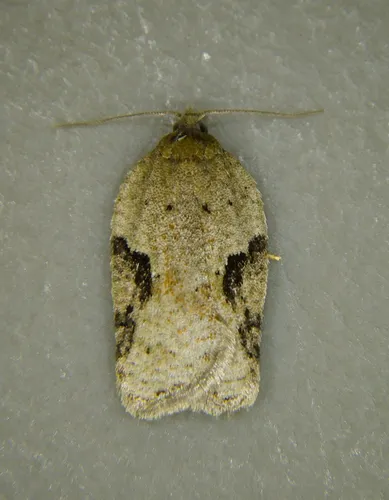 Acleris cornana