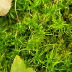 Fringed Bogmoss thumbnail 3