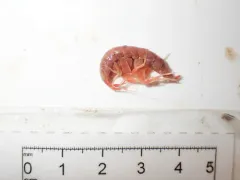 Quasimelita formosa thumbnail 2