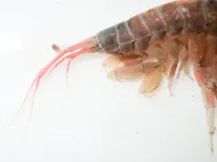Wimvadocus torelli thumbnail 2