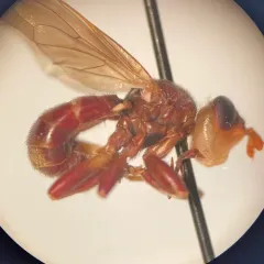 Myopa clausa thumbnail 1