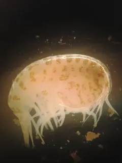 Stegocephalus inflatus thumbnail 1