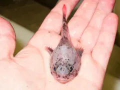 Polar Sculpin thumbnail 4