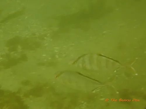 Banded Rudderfish