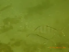 Banded Rudderfish thumbnail 1