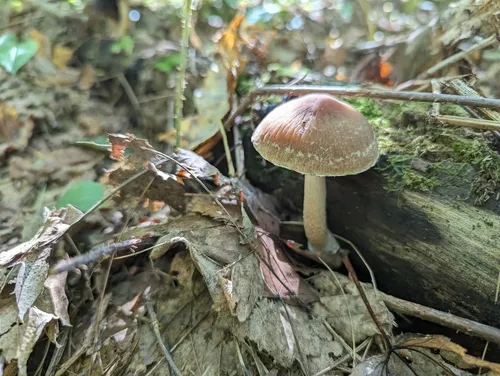 wrinkled psathyrella