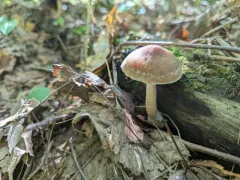 wrinkled psathyrella thumbnail 1