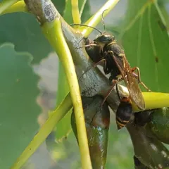 Asian Mud-dauber Wasp thumbnail 4