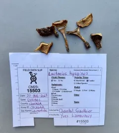 Kauffman's Milk Cap thumbnail 2