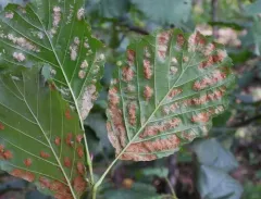 Alder erineum mite thumbnail 4