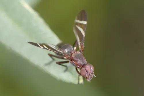 Tritoxa decipiens