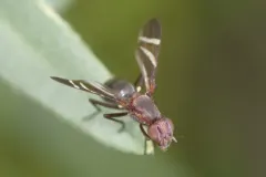 Tritoxa decipiens thumbnail 1