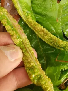 Synchytrium taraxaci thumbnail 4