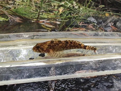 Pit Sculpin