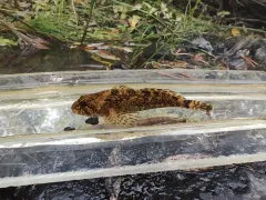 Pit Sculpin thumbnail 1