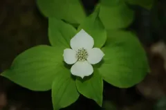 Canadian bunchberry thumbnail 2
