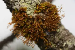 Ulota megalospora thumbnail 2