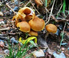Gymnopilus flavidellus thumbnail 3