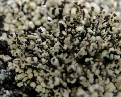 charred matchstick lichen thumbnail 4
