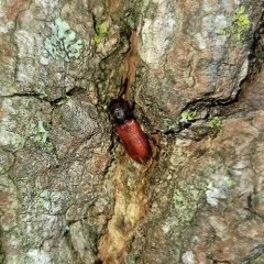 Blood-colored Checkered Beetle thumbnail 4
