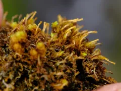 Ulota megalospora thumbnail 3
