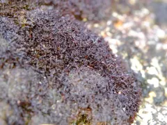 Marsupella stableri thumbnail 3