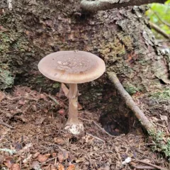 Grey-veiled Amanita thumbnail 4