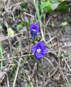 Windmill Fringed Gentian thumbnail 2