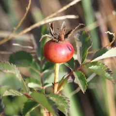 Carolina rose thumbnail 4