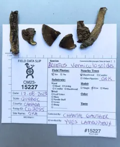 Boletus vermiculosoides thumbnail 2