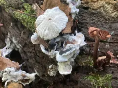 Hypomyces tubariicola thumbnail 2