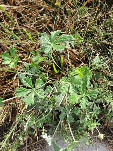 New Zealand geranium