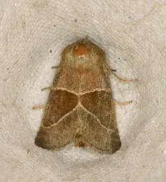 Fingered Lemmeria Moth thumbnail 4