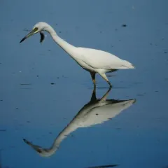 Little Blue Heron thumbnail 2