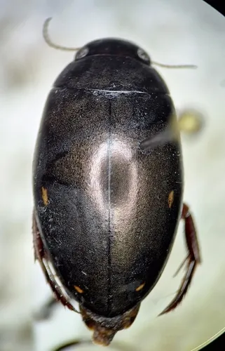 Ilybius quadrimaculatus
