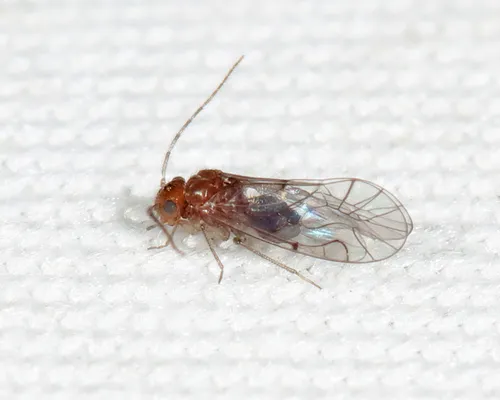 Anomopsocus amabilis