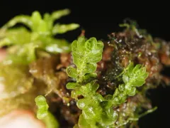 Apotreubia nana thumbnail 4