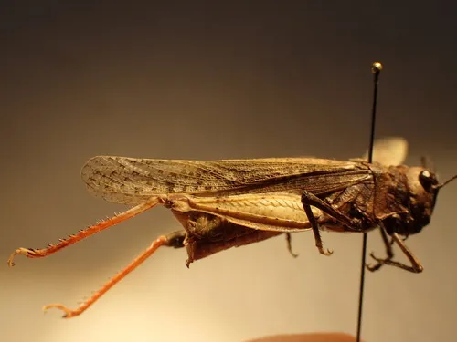 Toothed Field Grasshopper
