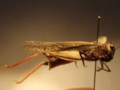 Toothed Field Grasshopper thumbnail 1