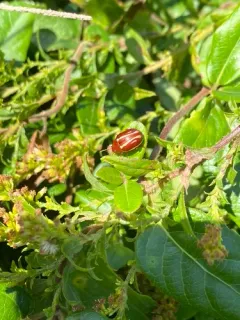 Moon-marked Leaf Beetle thumbnail 3