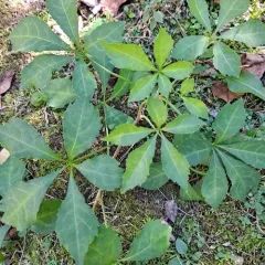 Five-fingered Aralia thumbnail 4